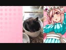 クリスのハムスターの日常。10