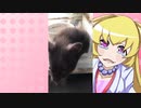 ヒヨリちゃんのハムスターの日常。10