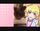 ヒヨリちゃんのハムスターの日常。11