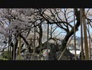 日本三大桜のひとつ　神代桜