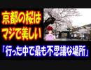 【海外の反応】京都の 桜の 風景が 美しいと 話題に！ 「息を呑むほど すばらしい！ 目が覚めるほど 美しい！」