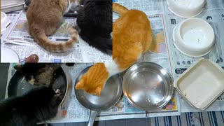 今週のおやつ（本隊）【蒼民家の猫々】