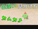 色違いカムカメの見分け方【ポケモンSV】