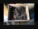 気ままにはじめる菜園日誌_vol3「経過観察と段ボールコンポスター」