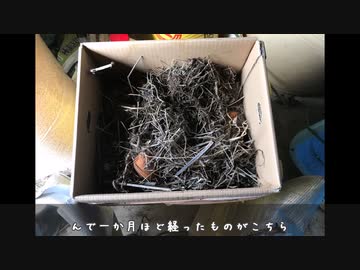 気ままにはじめる菜園日誌_vol3「経過観察と段ボールコンポスター」