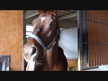 ブライアンと見る尻尾が長いサクラローレル