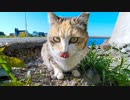 FeiyuPocket3でお魚くわえたドラ猫追っかけてみた