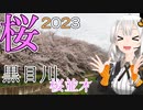 【桜 2023】  桜並木 黒目川 上落馬橋 ～落馬橋（東京都 東久留米市）