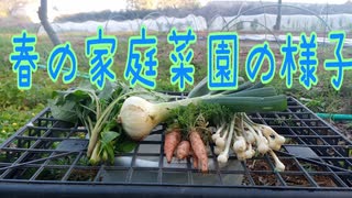 春の家庭菜園の様子
