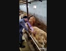 ホモと見る体内のガス抜きをする牛