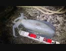 ニコ生史上最大！【魚釣り】２０２３春　アオリイカの２．５３０ｇです。✿´◕‿◕｀✿