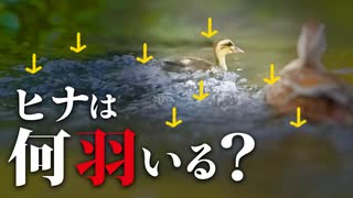 カモの赤ちゃんは何羽いる？　#カルガモ親子　#カルガモ 　#カモ