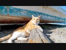 船の下で寝ていた野良猫がモフられに船の上に上がってきた