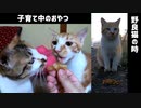 野良猫の時は食欲がなかったけど…鰹節が好きすぎて旋回します
