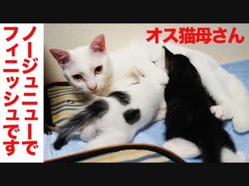 保護子猫姉妹、ノージュニューでフィニッシュですZ