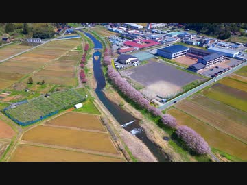 樹齢300年の法乗坊の種蒔き桜はタイムトリップ感が超強烈だった件！！