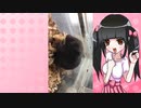 ポップな乃愛ちゃん。のハムスターの日常。