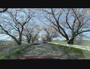 宮城県登米市南方町　みなみかた千本桜1　2023　0409
