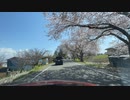 宮城県登米市南方町　みなみかた千本桜2　2023　0409