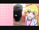 ヒヨリちゃんのハムスターの日常。12
