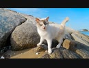 浜辺で出会った野良猫、防波堤をテクテク歩いてかわい過ぎる