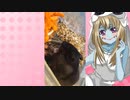 ゾンビーナのハムスターの日常。43