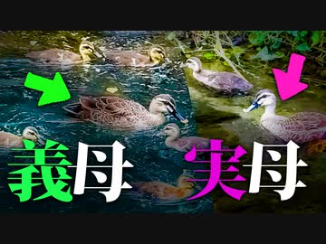0610C④【大家族の行方と捨て子と実の母】#カモ親子　#カモ 　#身近な生き物語