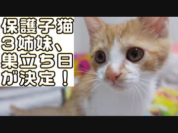 保護子猫3姉妹、巣立ちの日が決まる