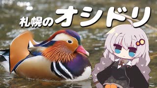 札幌のオシドリ 美しき翼に魅せられて＃3【野鳥観察】