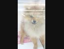 ポメラニアン