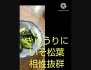 きゅうりにいそ松葉あうよ相性抜群毎月25日はきゅうり用意違った給料日