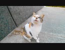 夕方の防波堤にいた三毛猫をナデナデしてきた