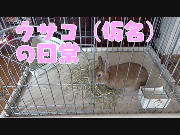 ウサコ（仮名）の日常