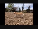 【オフロード】成田モトクロスパークの平地練習、ミニエンデューロコース【桜散る】