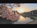 八幡堀の桜