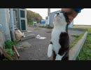 会うと伸び上がって撫でられにくる野良猫がかわい過ぎる