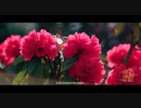 大美中国（第4集）——一城一景（英文版）The Great Beauty of China Episode 4 One City One View