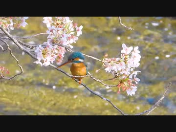 散りゆく桜と青い鳥