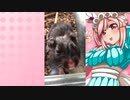 クリスのハムスターの日常。16
