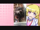 ヒヨリちゃんのハムスターの日常。16