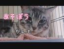 あそぼうよ がんもちゃん