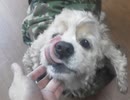 フナムシのゆっくり実況プレイ 【アントールの犬】 Another Task 27 後編