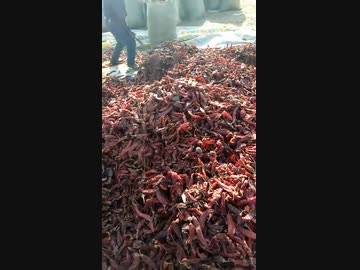 ホモと見る新鮮すぎる唐辛子