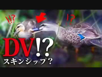 0610C⑤【DV】カラスの鳴き声とカルガモ親子　#カルガモ親子　#野鳥観察 　#身近な生き物語