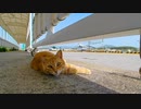 昼間の港には猫が沢山落ちている?!