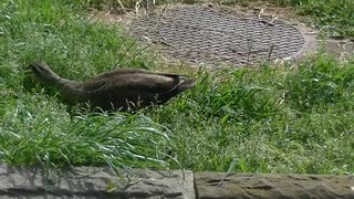 【東綾瀬公園の野鳥】カルガモ 警戒心無くゆったり餌を食す～2020年5月13日