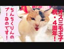 病弱オス三毛猫、4周年記念で喜びを爆発させる