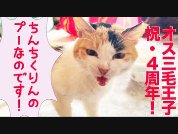 病弱オス三毛猫、4周年記念で喜びを爆発させる