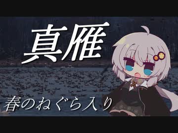 マガンのねぐら入り 美しき翼に魅せられて＃4【野鳥観察】