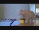 人が寝ててもお構いなし…【野良猫】